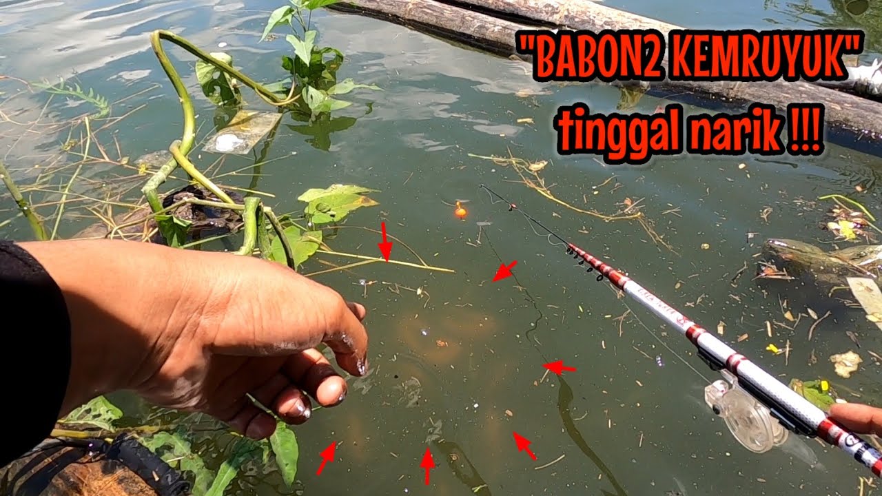 PEMANCING MENDING GAK USAH NONTON‼️RESIKO GAK BISA TIDUR || mancing ikan red devil NAHOL MANIA