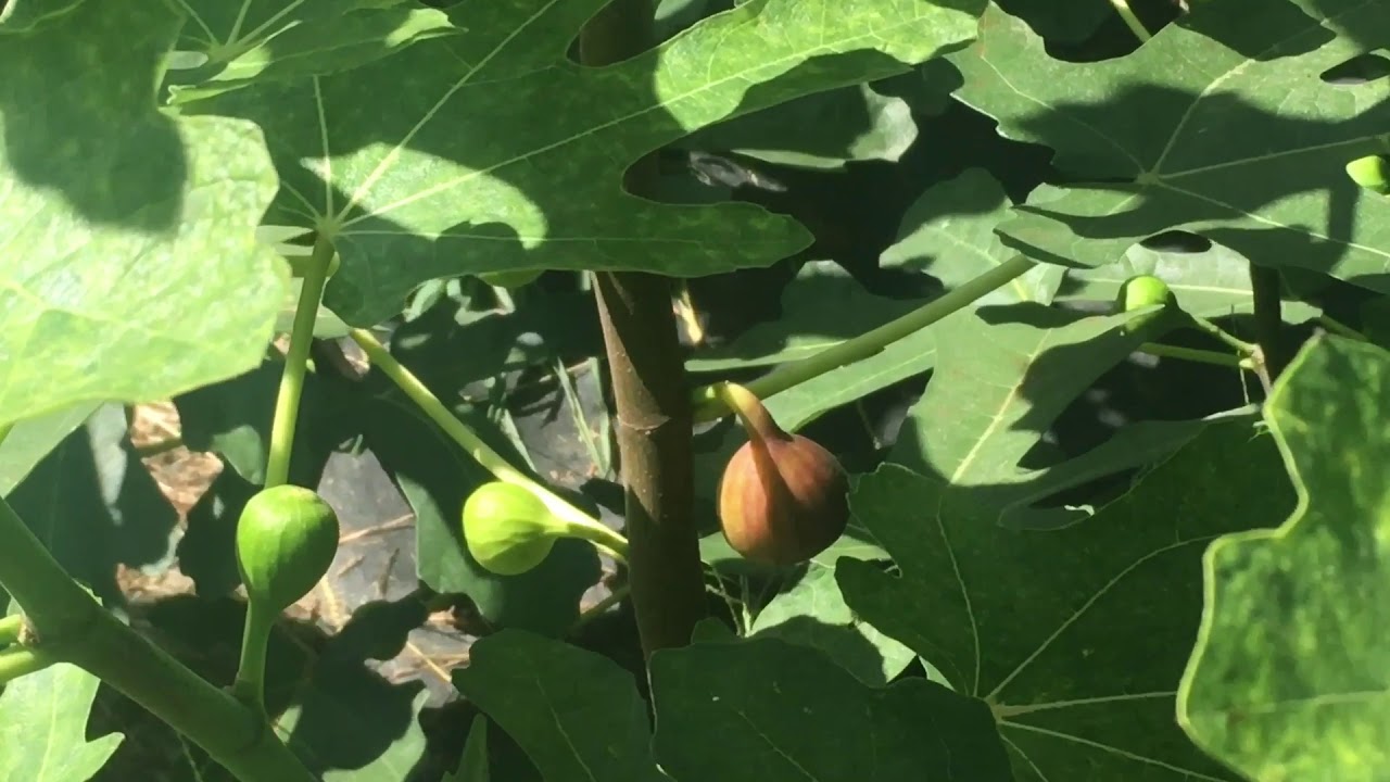 Teramo fig tree -2019 in ground fig trees Off the Beaten Path Nursery