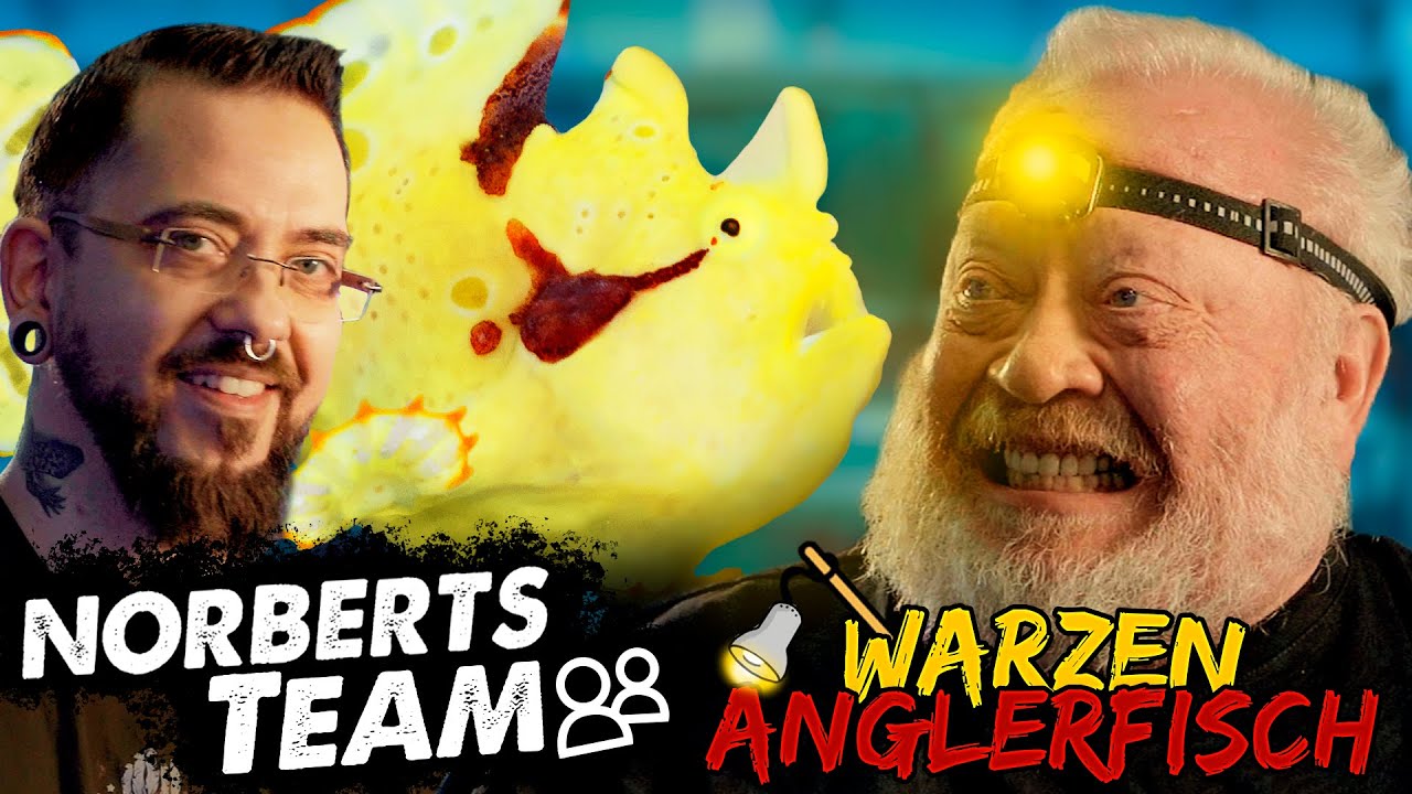 WARZEN ANGLERFISCH | NORBERTS TEAM | Zoo Zajac