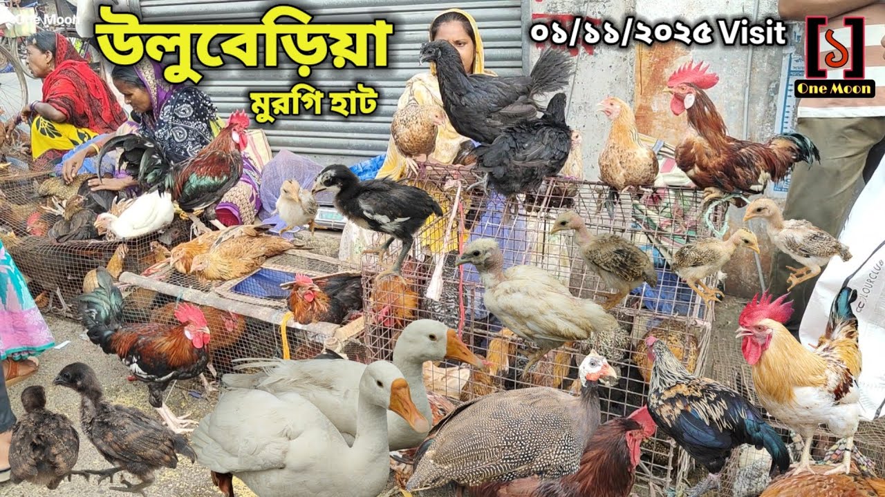 Uluberia Murgi Market | Current Exotic Murgi Market Price Update at Uluberia 01/11/2025 Visit 