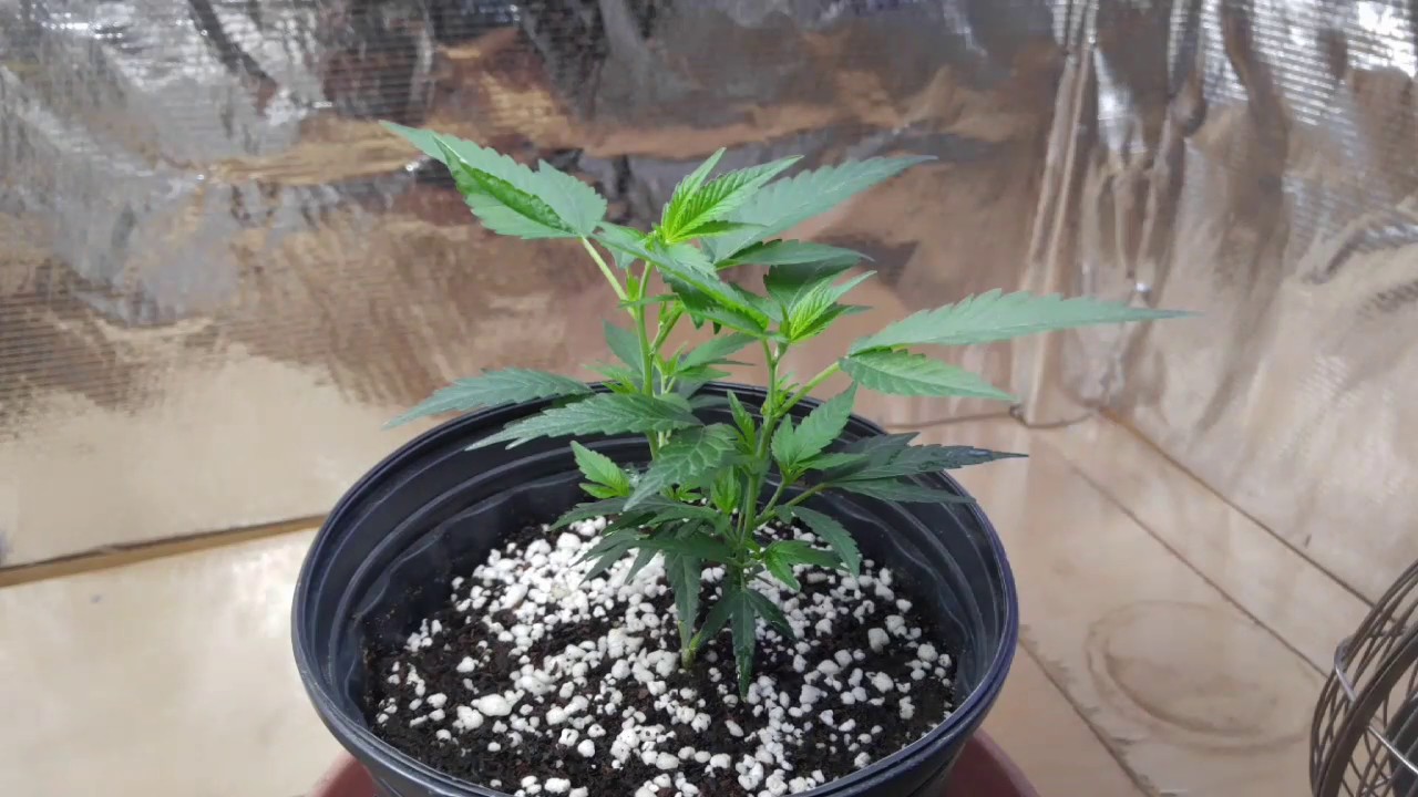death star wk 4-8 wk 2 flower