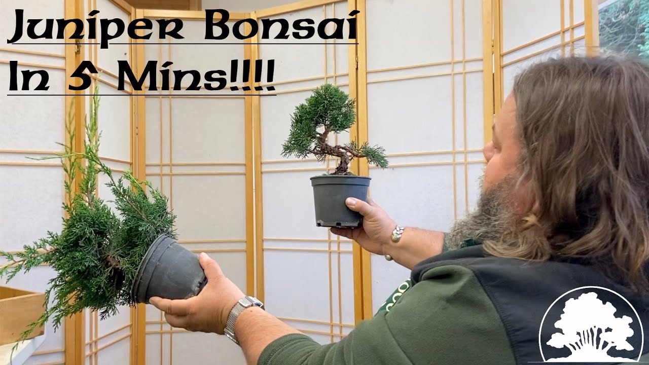 Корин формирует можжевельник за 5 минут!!! — Greenwood Bonsai