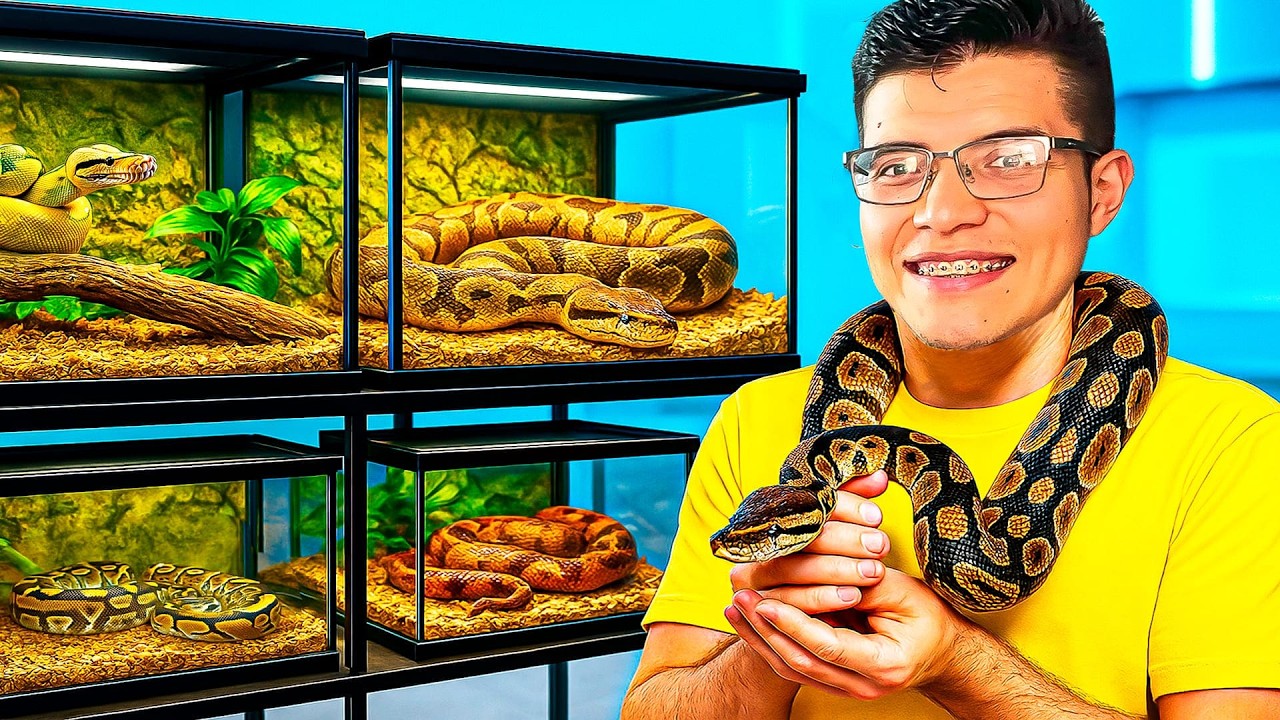 PITON bola nominal ¿La MEJOR para iniciar?