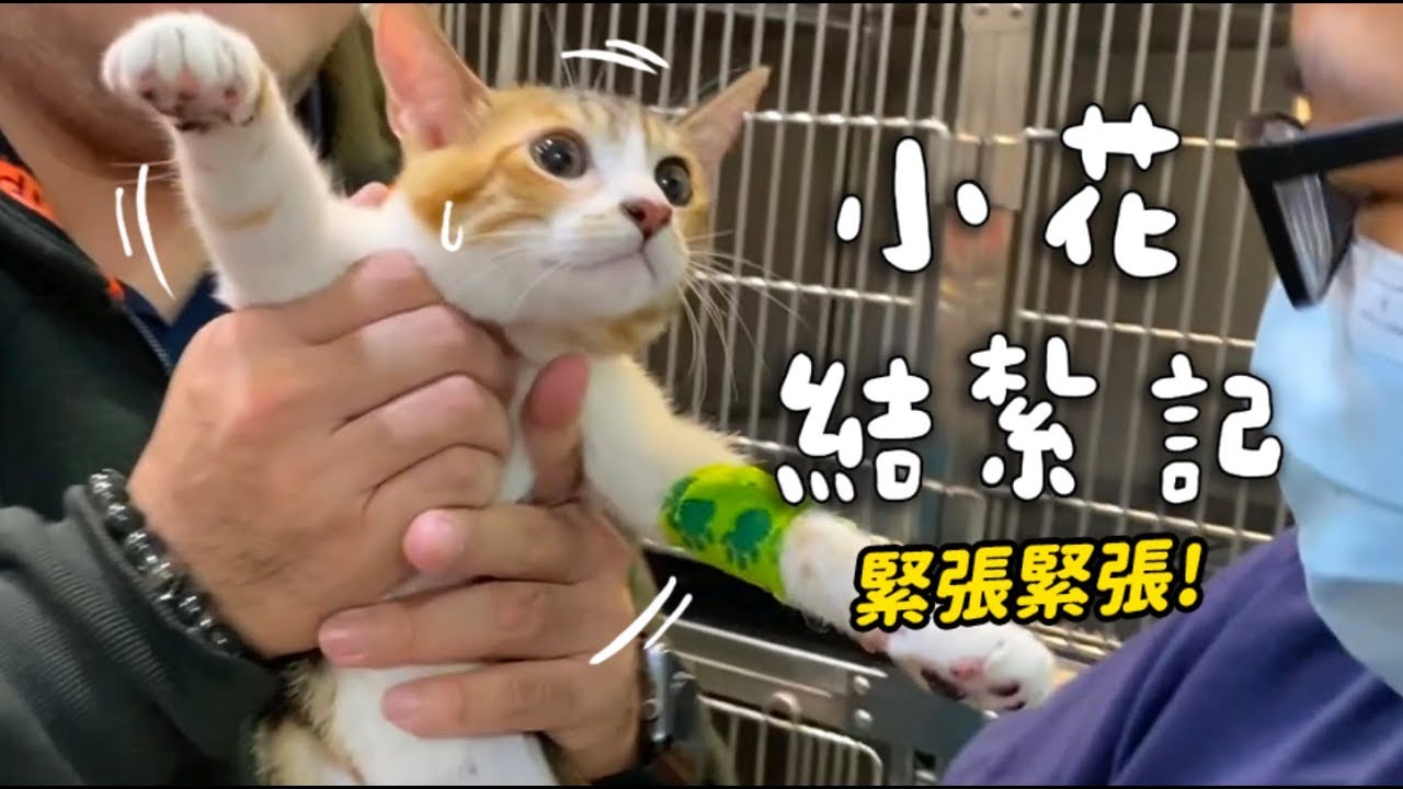 【黃阿瑪的後宮生活】小花結紮記！緊張緊張！