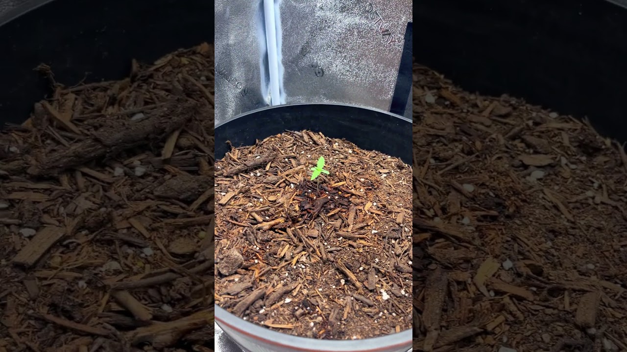 #420 #update #growing #420somewhere #stonersociety #plants #fyp