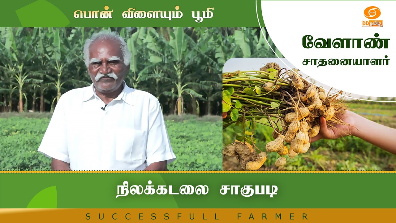 நிலக்கடலை சாகுபடி | Successful Farmer #farming #farm
