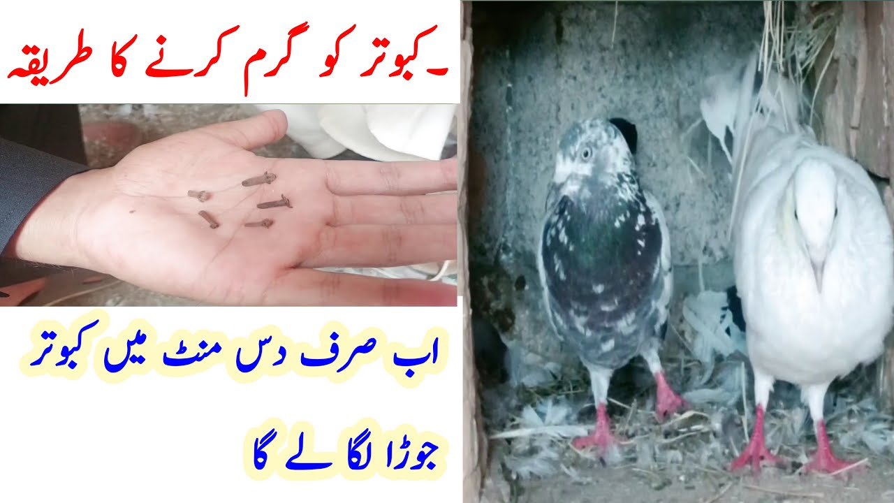 kabootar ka joda lagane ka tarika | kabootar ko garam karne ka tarika | pigeon fast pair | bird info