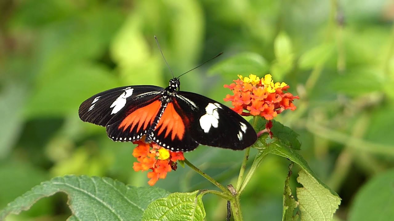 Dorisfalter (Heliconius doris)