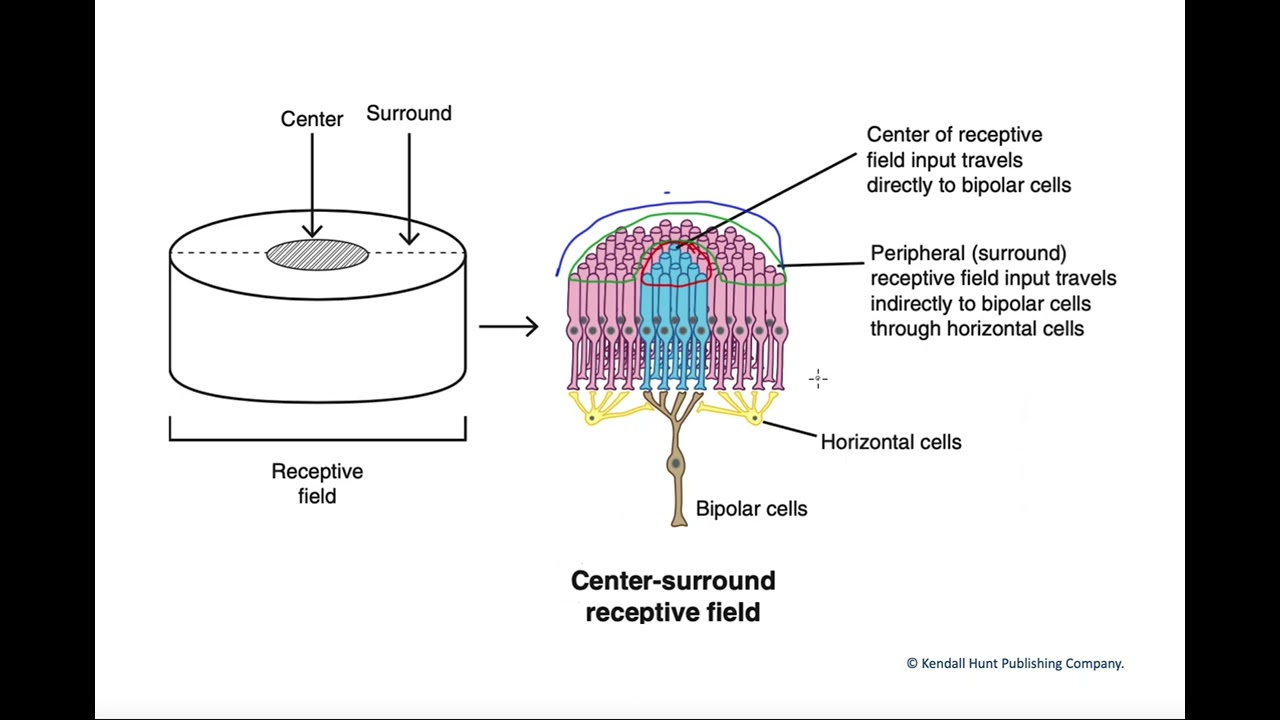 Center surround receptive fields