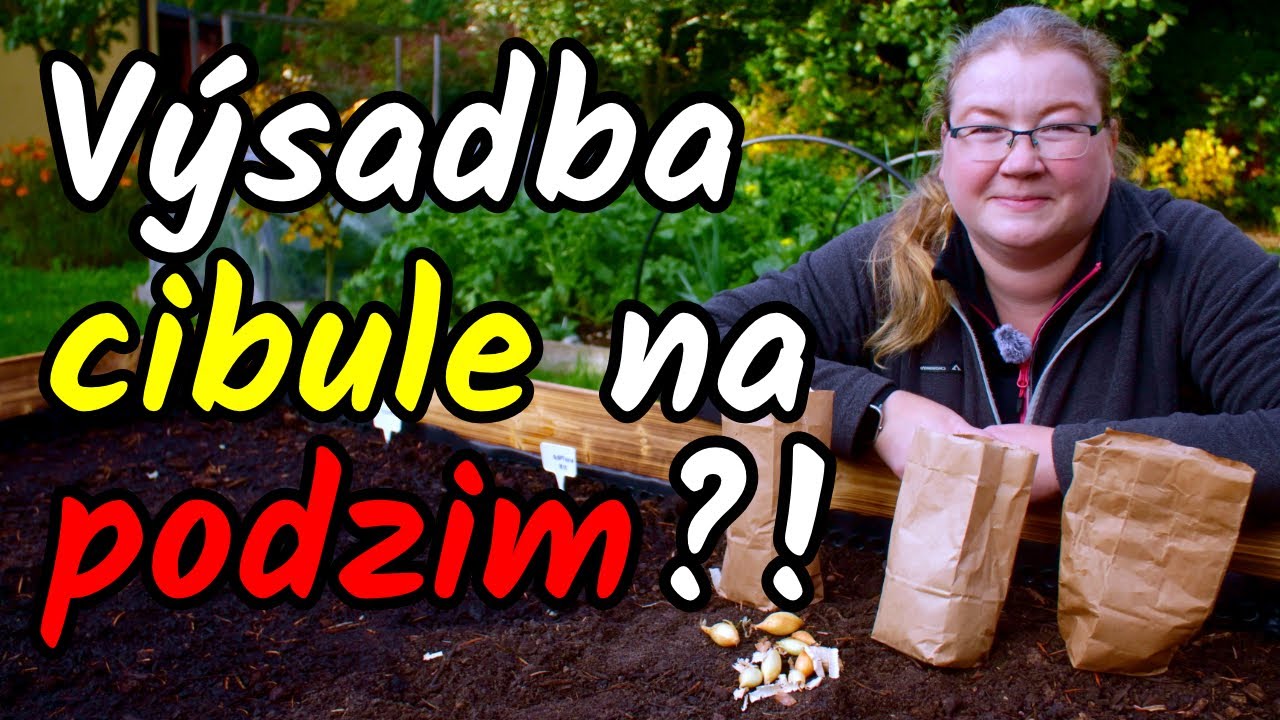 👩&zwj;🌾Vysaďte si CIBULI na PODZIM pro brzkou jarn&iacute; &uacute;rodu! V&yacute;sadba ozim&eacute; cibule ze sazečky