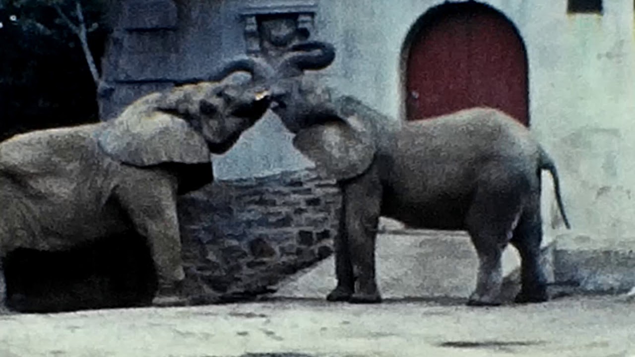 1960 Bronx Zoo