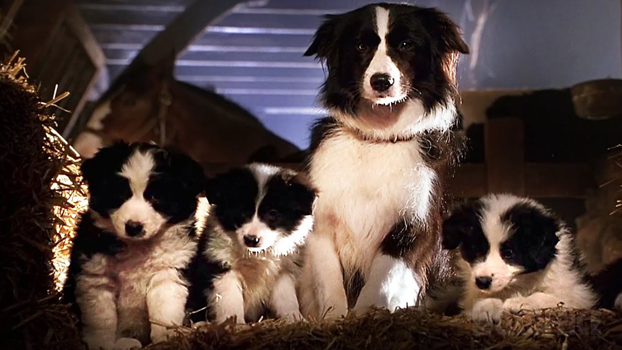 Os cachorrinhos fofos amam Babe, o Porquinho | Clipe