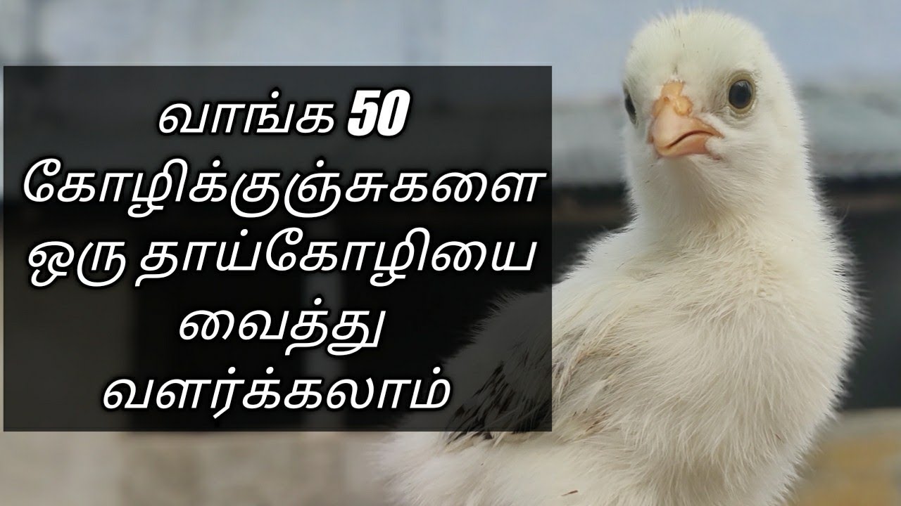 50 கோழிக்குஞ்சுகளை ஒரே தாய் கோழியில் வளர்க்கலாம் .