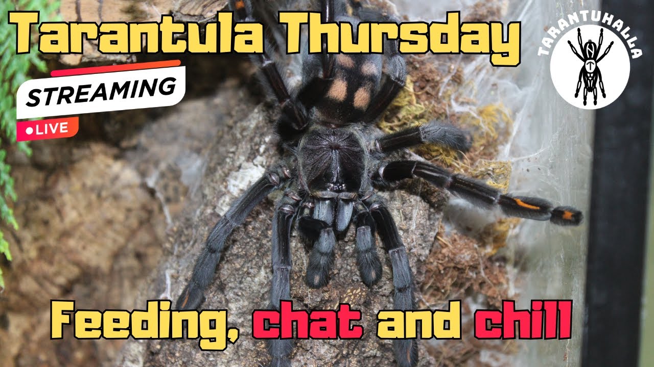 Tarantula Thursday - Feed, chat and chill before the storm 18.09.2025  #live