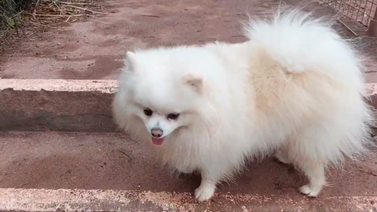 Long Journey with pomeranian sister Ponki&Holly 긴 산책길 퐁키호리 함께 ❤️