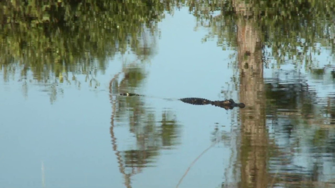 American Alligator, Merritt Island Florida