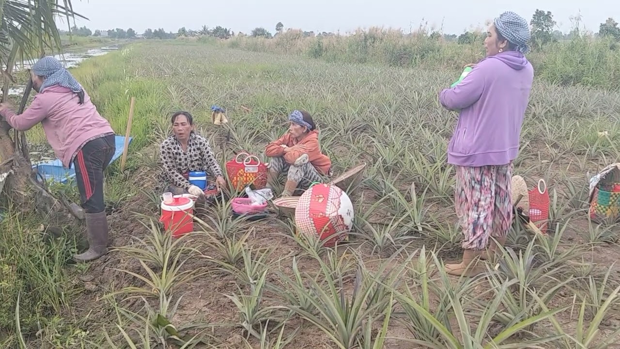 chị em típ tục đi rẫy khóm 🍍🍍🍍🍍 làm anh chị em nhớ ủng hộ kênh Youtube của em cảm ơn 