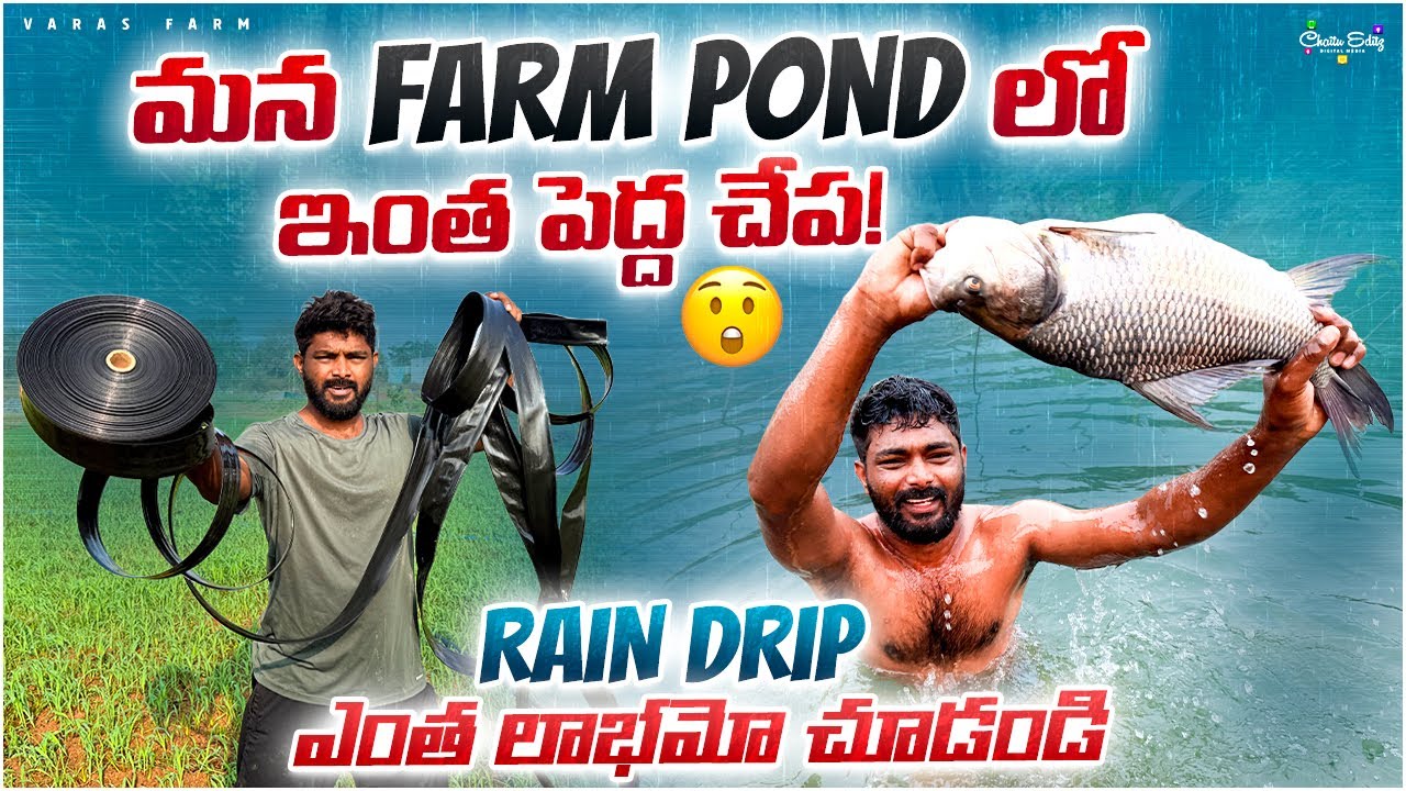 మన farm pond లో పెద్ద చేప పడింది 😲 పొలంలో rain water system || Varasfarm  ||