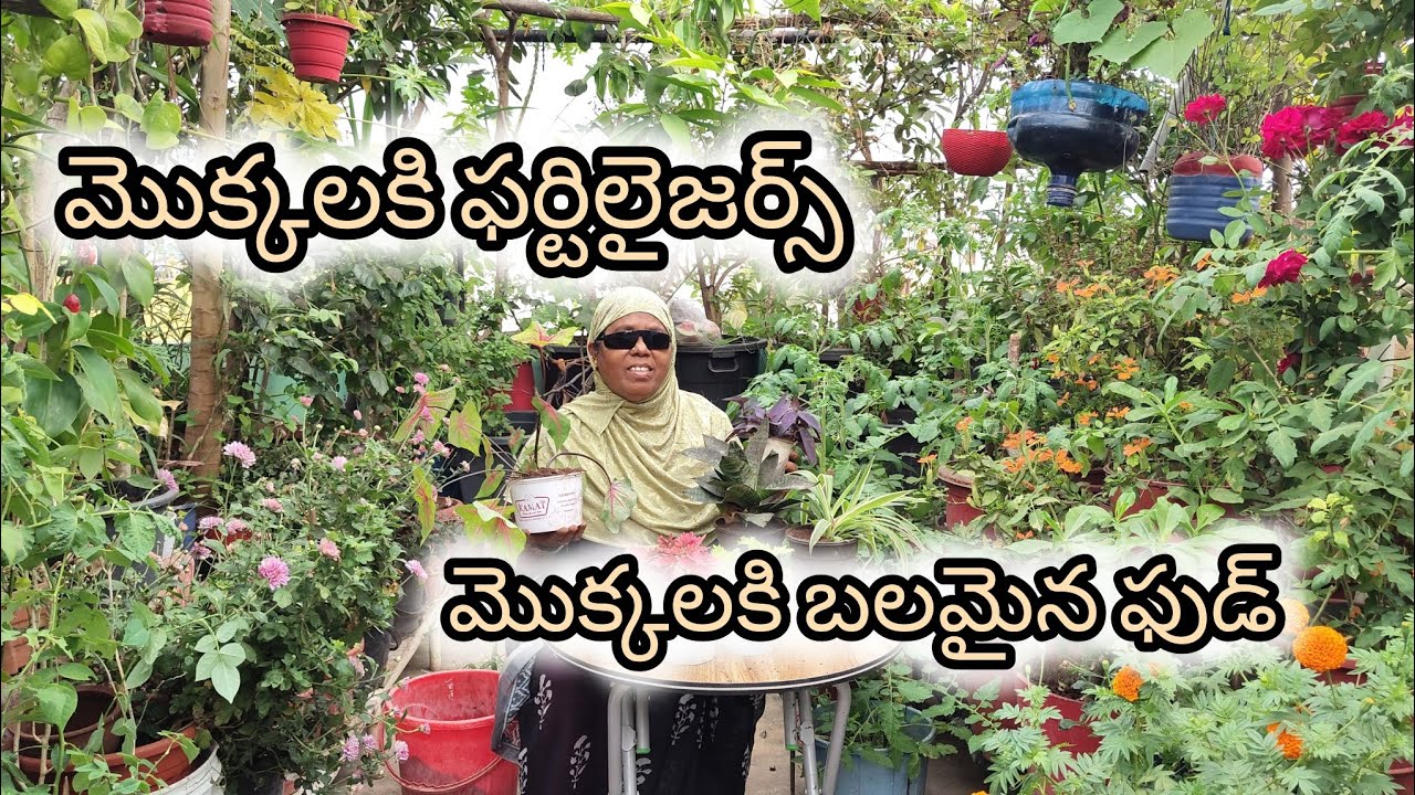 మొక్కల్ని రీ ప్లాంటింగ్ చేసుకుంటున్నాను చూడండి 🍀🌿