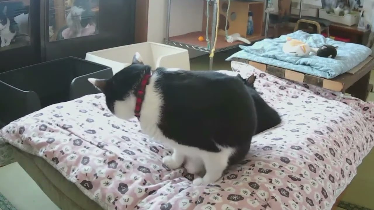 チニくんの高速ふみふみ