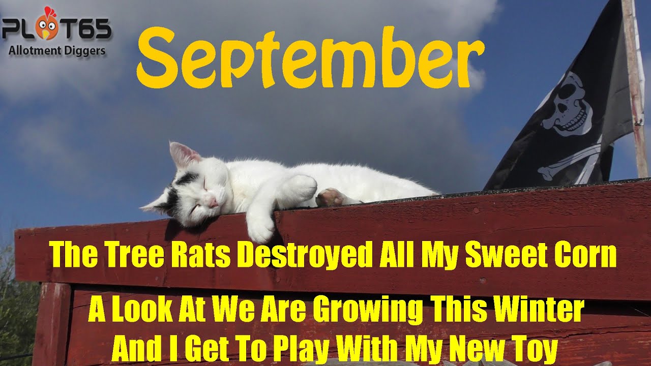 The Tree Rats Destroyed All My Sweet Corn