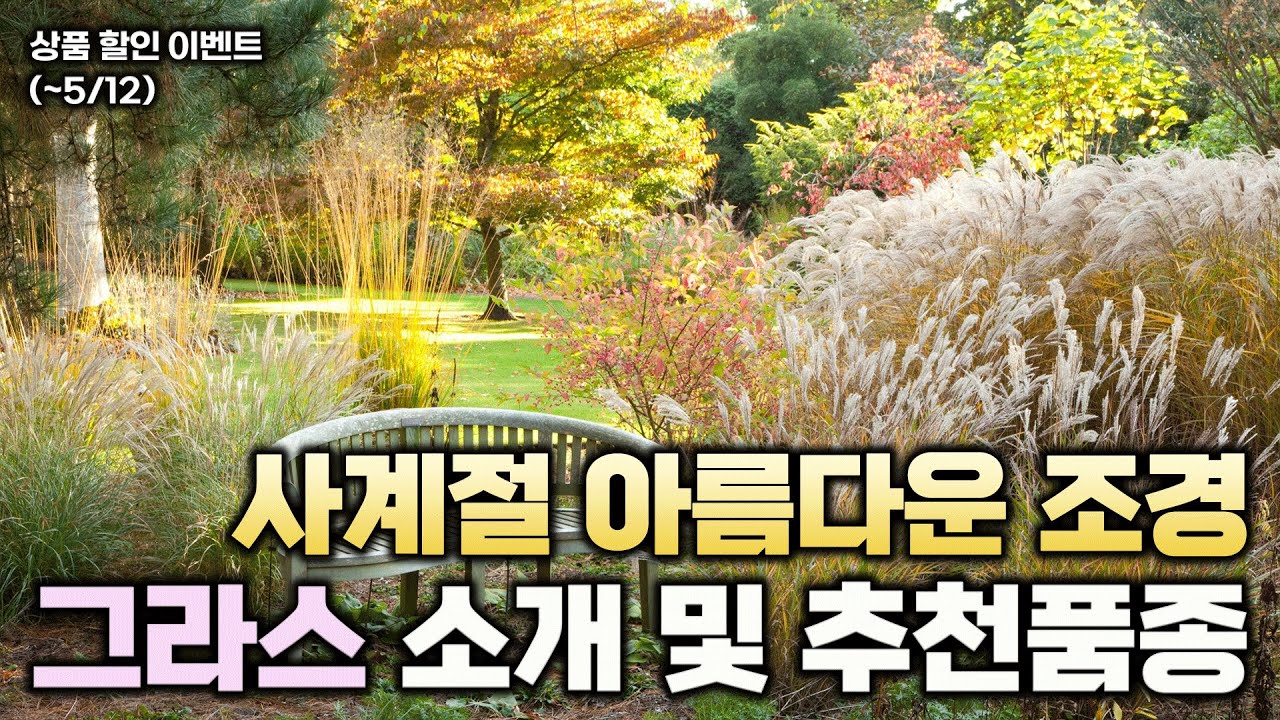 사계절 아름다운 조경을 연출하는 그라스, 다양한 종류를 소개하고 품종을 추천드립니다!