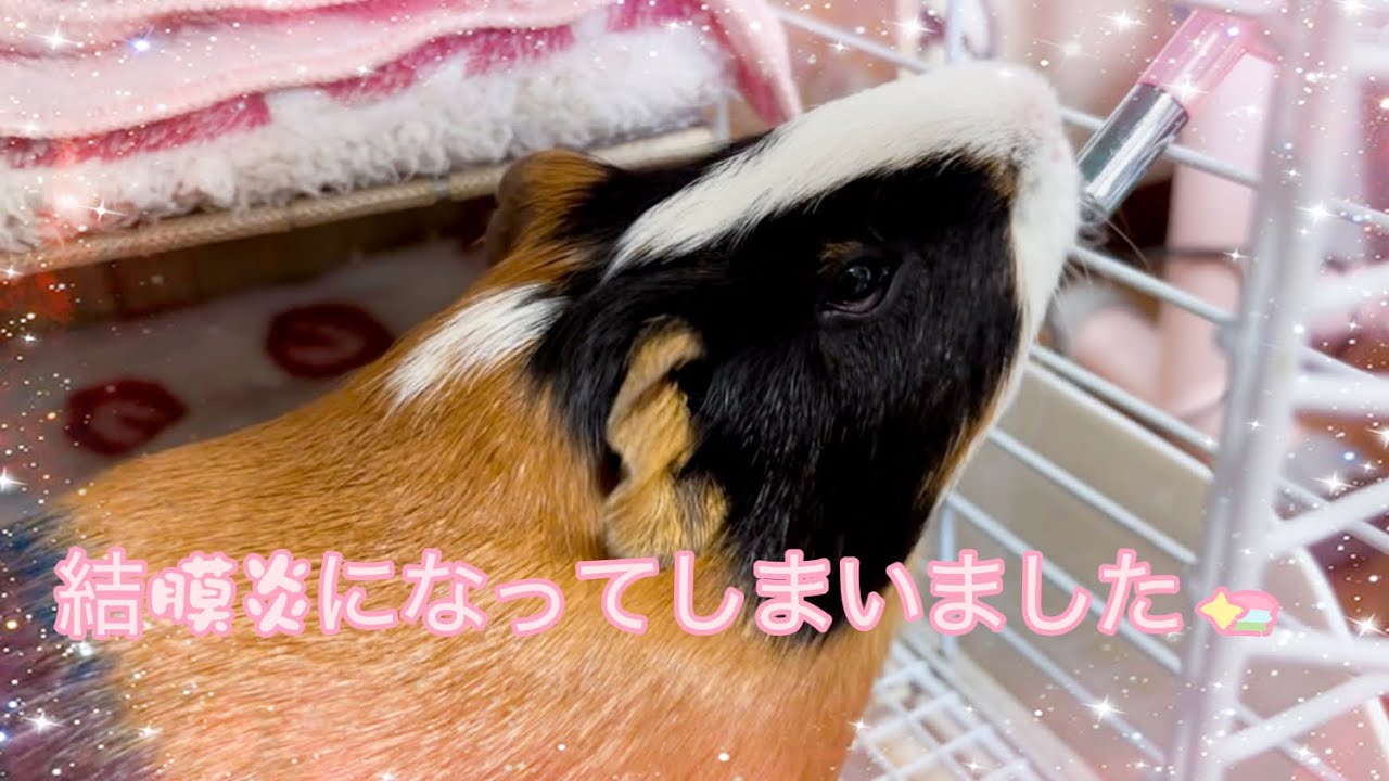 初めて結膜炎になってしまいました。