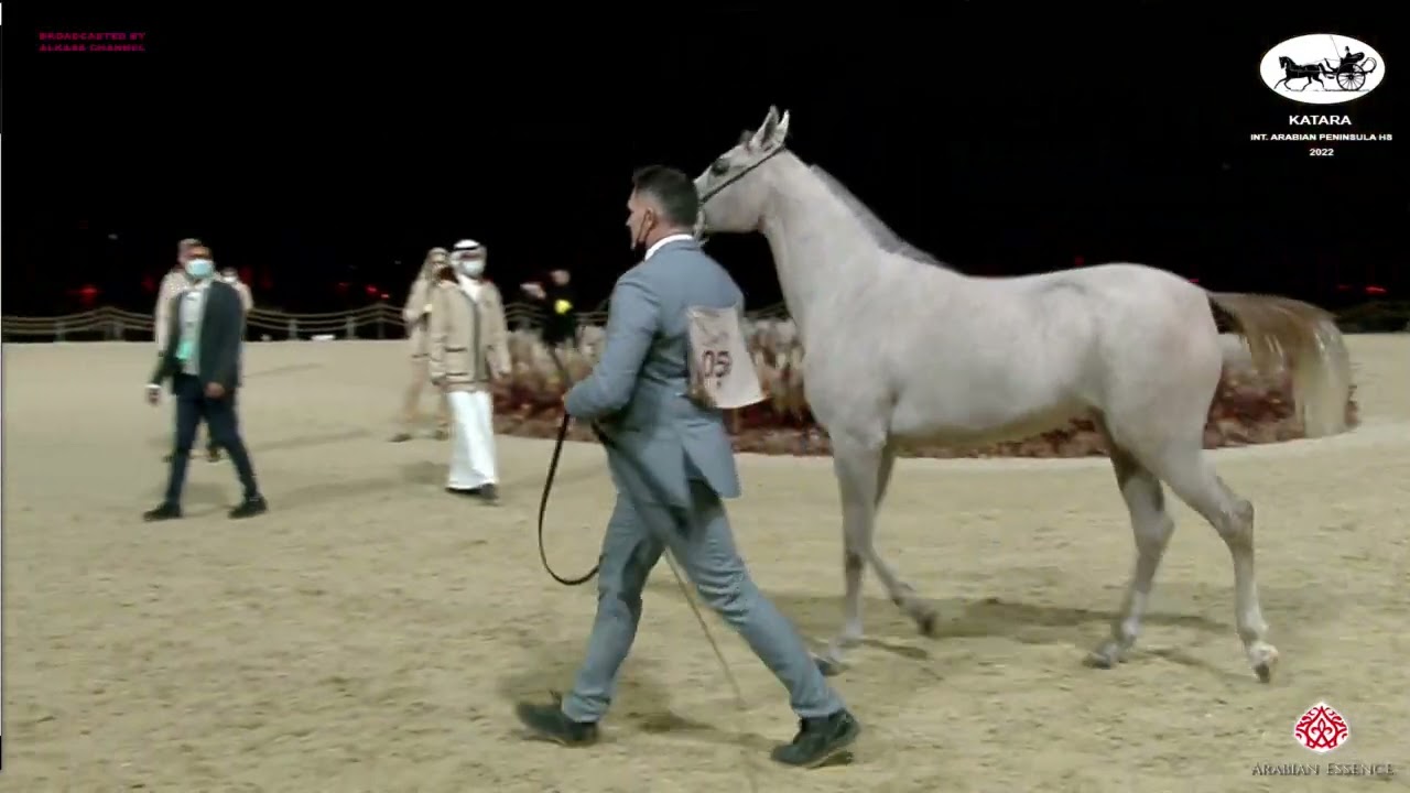 N 59 TALA JATHAB   Katara Int  Arabian Peninsula Horse Show 2022   Fillies 2 Years Old Class 2B