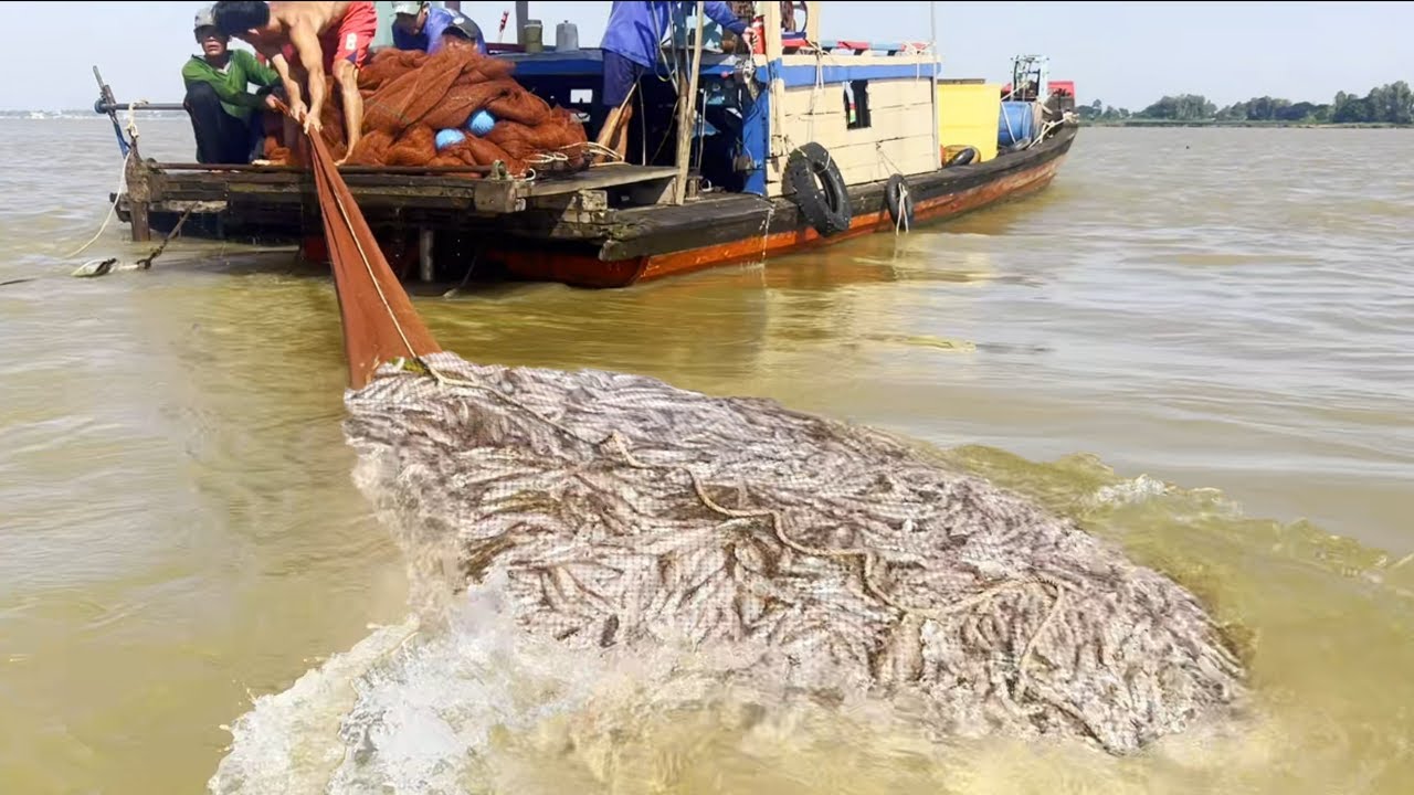Cào đôi mùa cá linh ngược nước về nguồn mẻ lưới nào cũng vô đầy ắp - Sông Nước Cửu Long