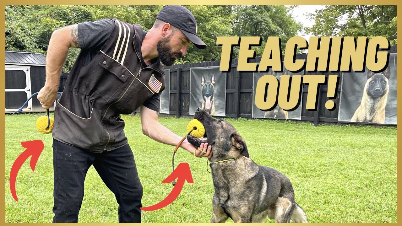 TEACHING THE 'OUT' COMMAND! FIRST SESSION!