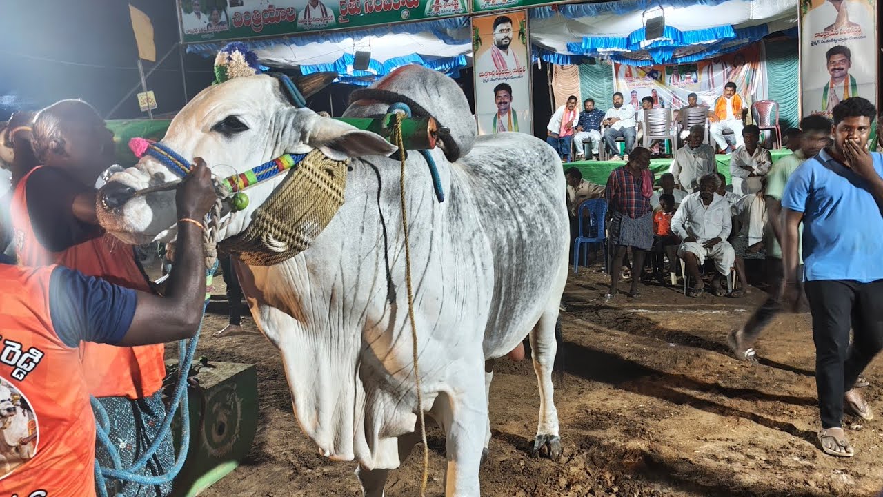 చింత్రయాల 7వ జతSSR BULLS  సుంకి సురేందర్ రెడ్డి గారు ASP గారు( వీర నరసింహారెడ్డి జూనియర్ జూనియర్ గాం