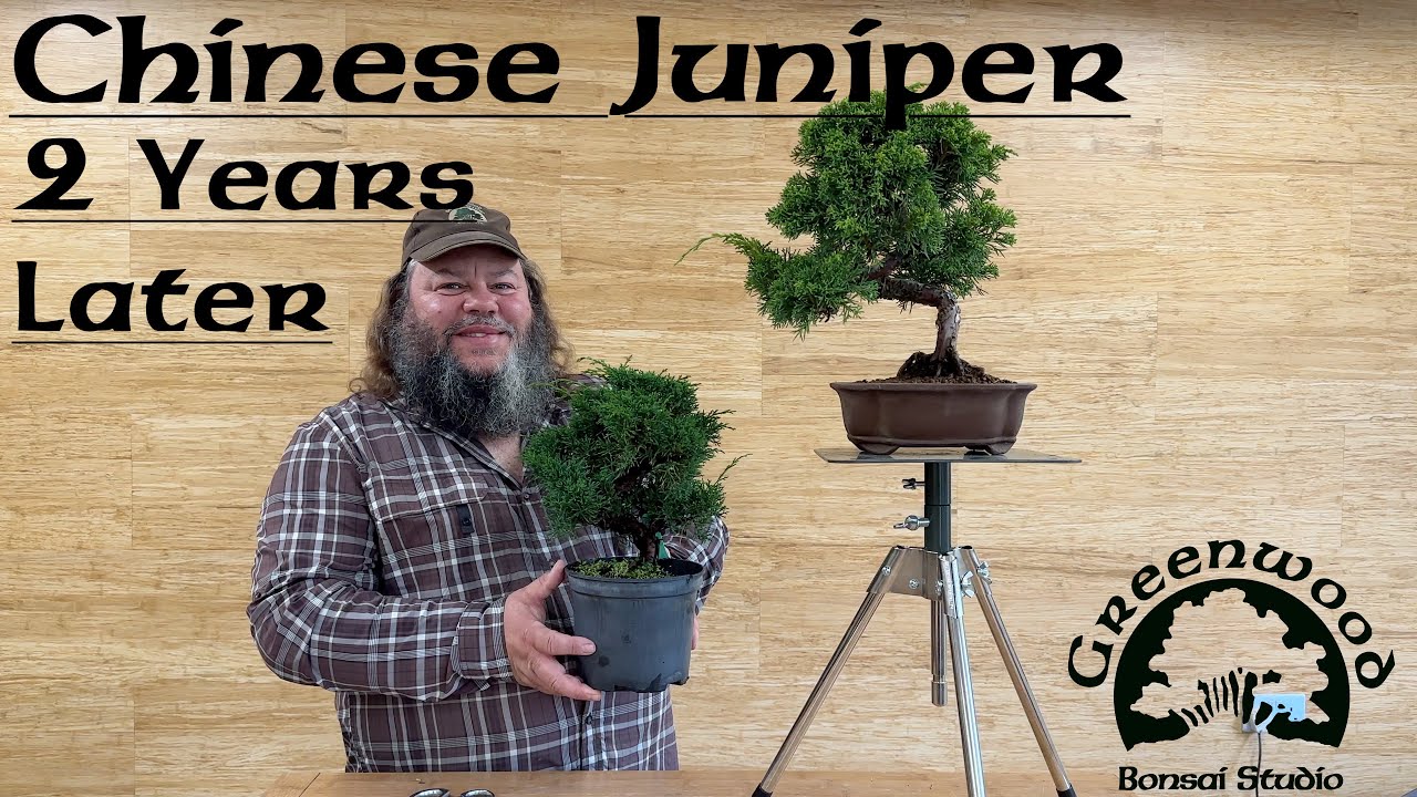 How to Style a Chinese Juniper - 2 Years Later! - Greenwood Bonsai