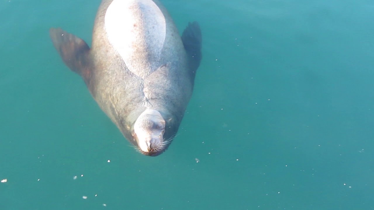 Агрессивный сивуч !