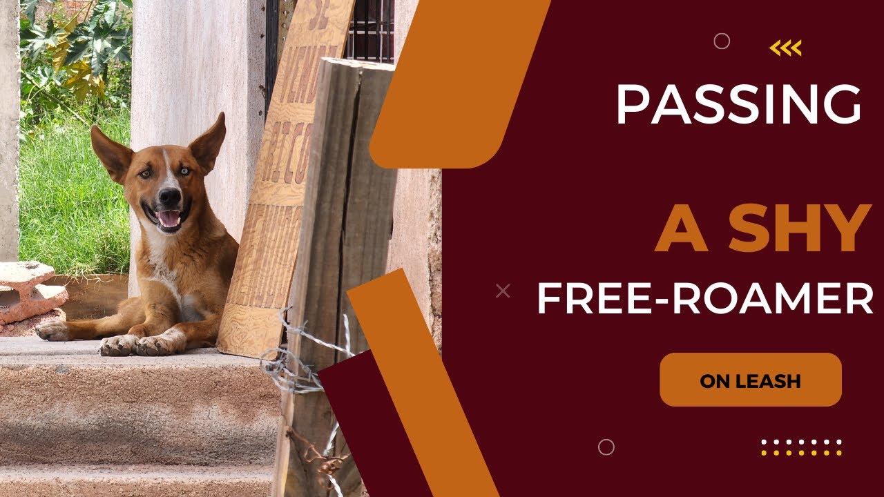Passing a shy free-roaming dog on leash