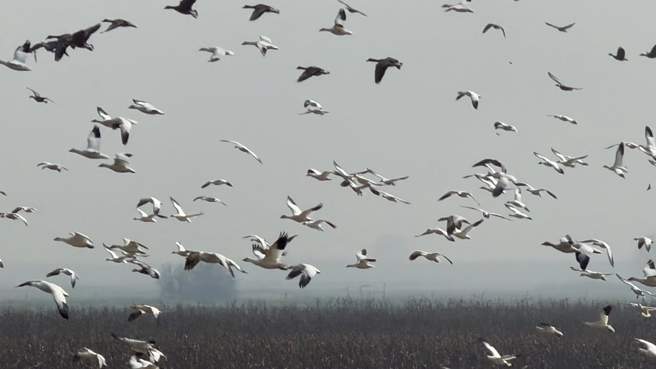 Hiking Trail  - Bird Watching - San Joaquin River National Wildlife Refuge | 2/5/2026