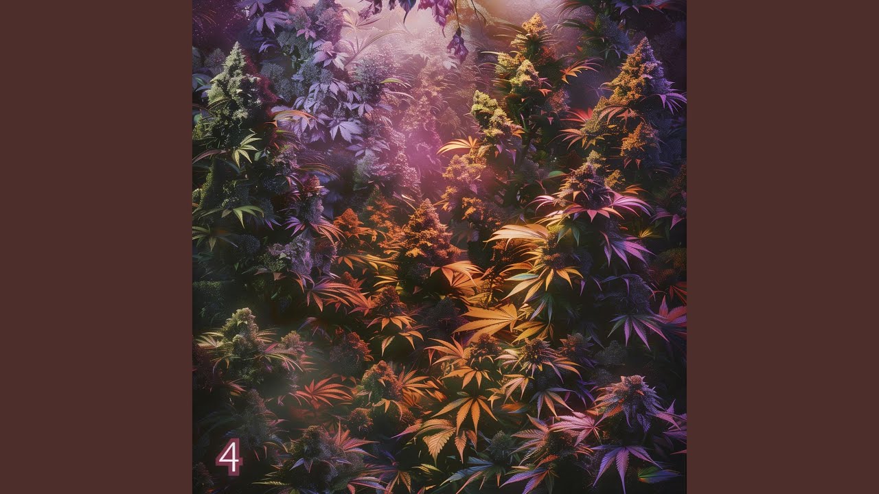 CHAMPAGNE KUSH