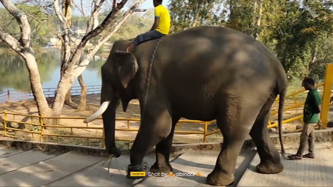 മടിക്കേരി ദുബാരെ ആനത്താവളം/ Madikeri dubare elephant camp