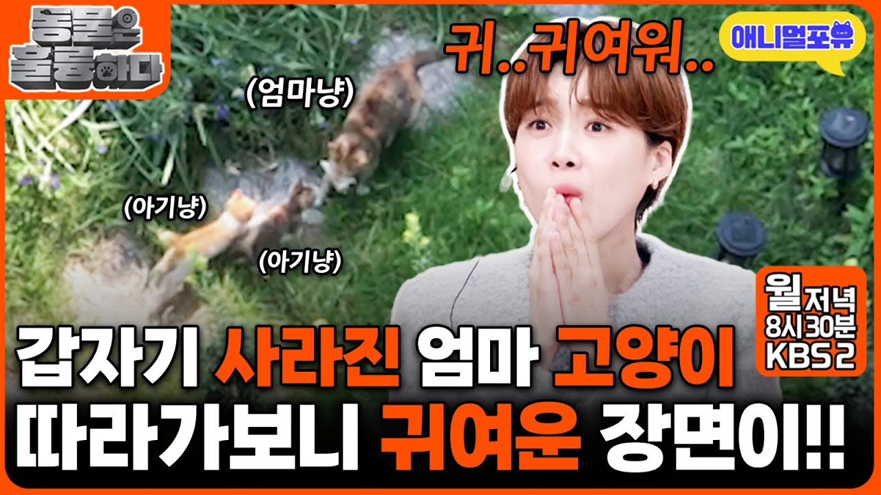 먹이 물고 사라지는 고양이를 따라가 봤더니.. I KBS 2TV 동물은 훌륭하다 241123 방송