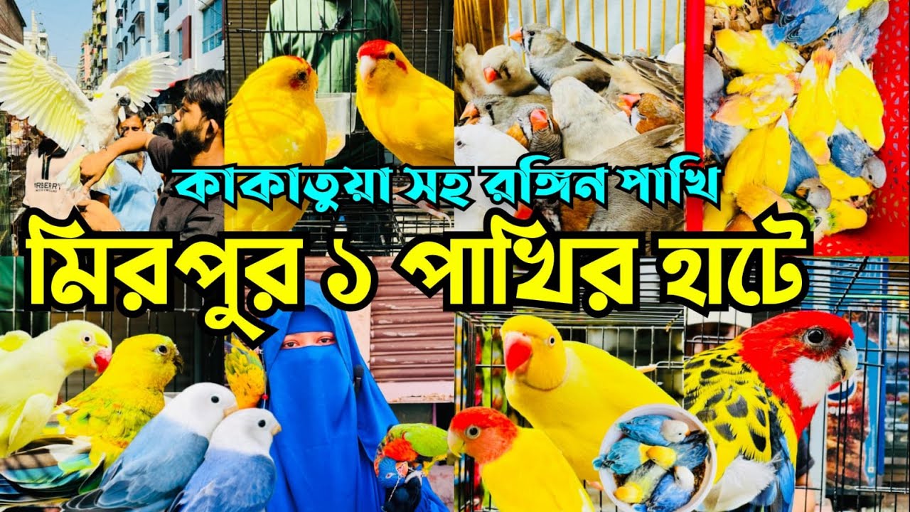 কাকাতুয়া সহ রঙ্গিন রঙ্গিন পাখি মিরপুর ১ পাখির হাটে | Mirpur 1 Pakhir Hat @MurshedPets #viral