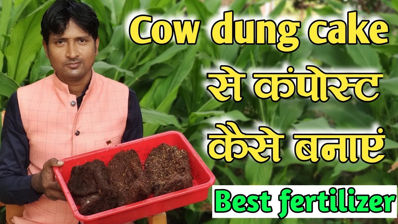 Cow dung cake से कंपोस्ट कैसे बनाएं, best fertilizer, Rn kushwaha
