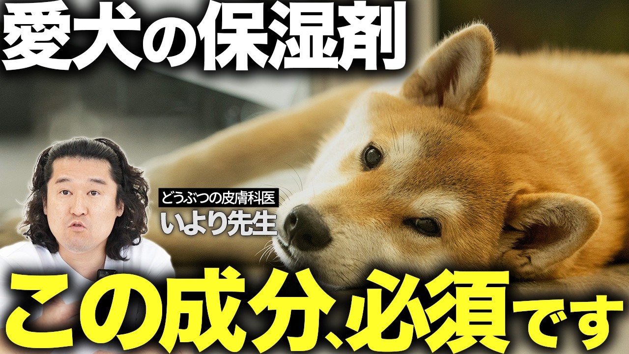 愛犬のために今日からできる正しい保湿の始め方【獣医皮膚科専門医が解説】
