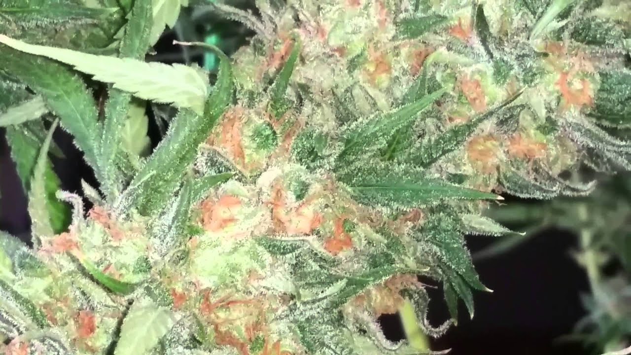 big bud x northern lights day 63, harvest time