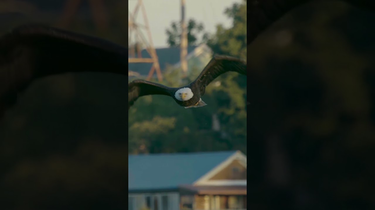 Bald Eagle coming right at you in super slow motion!  #baldeagle