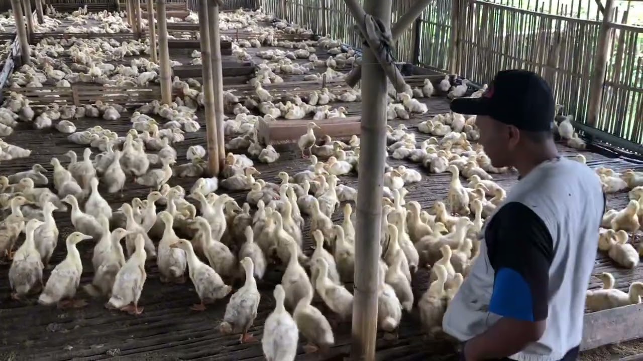 Hari ke23.PENIMBANGAN BOBOT BEBEK PEKING