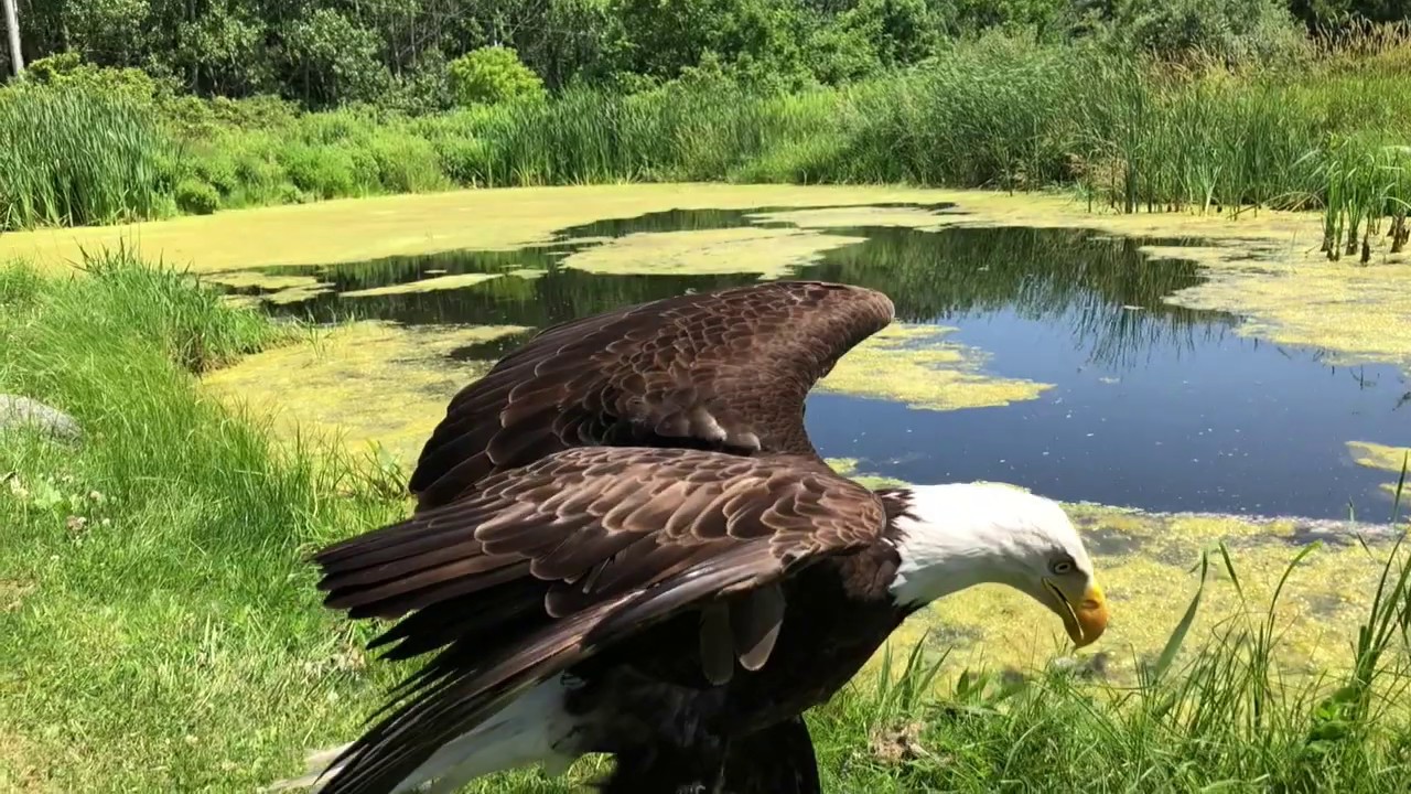 Bald Eagle Feathers