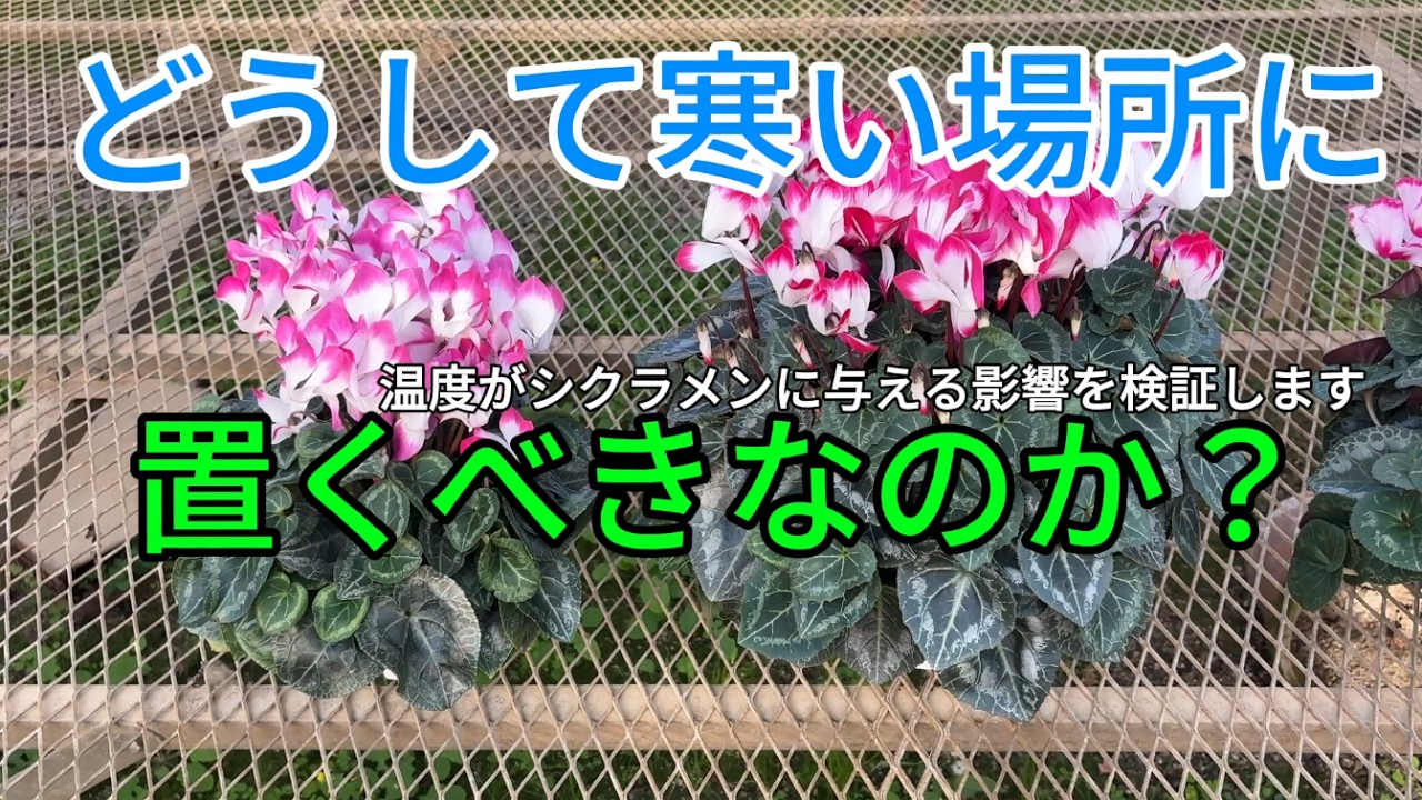 温度がシクラメンに与える影響 #シクラメン #増田園芸 #三重県