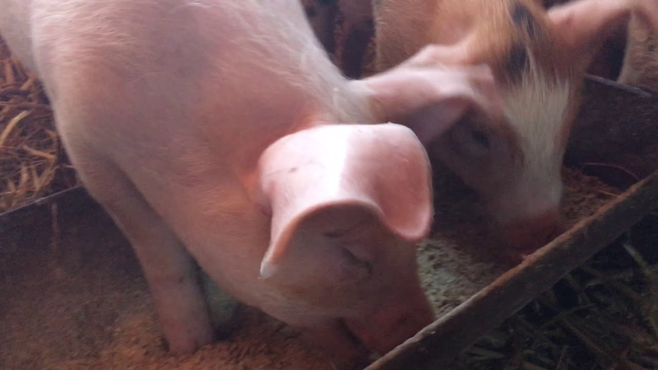 Wussten Sie eigentlich, wie herzhaft Schweine schmatzen?
