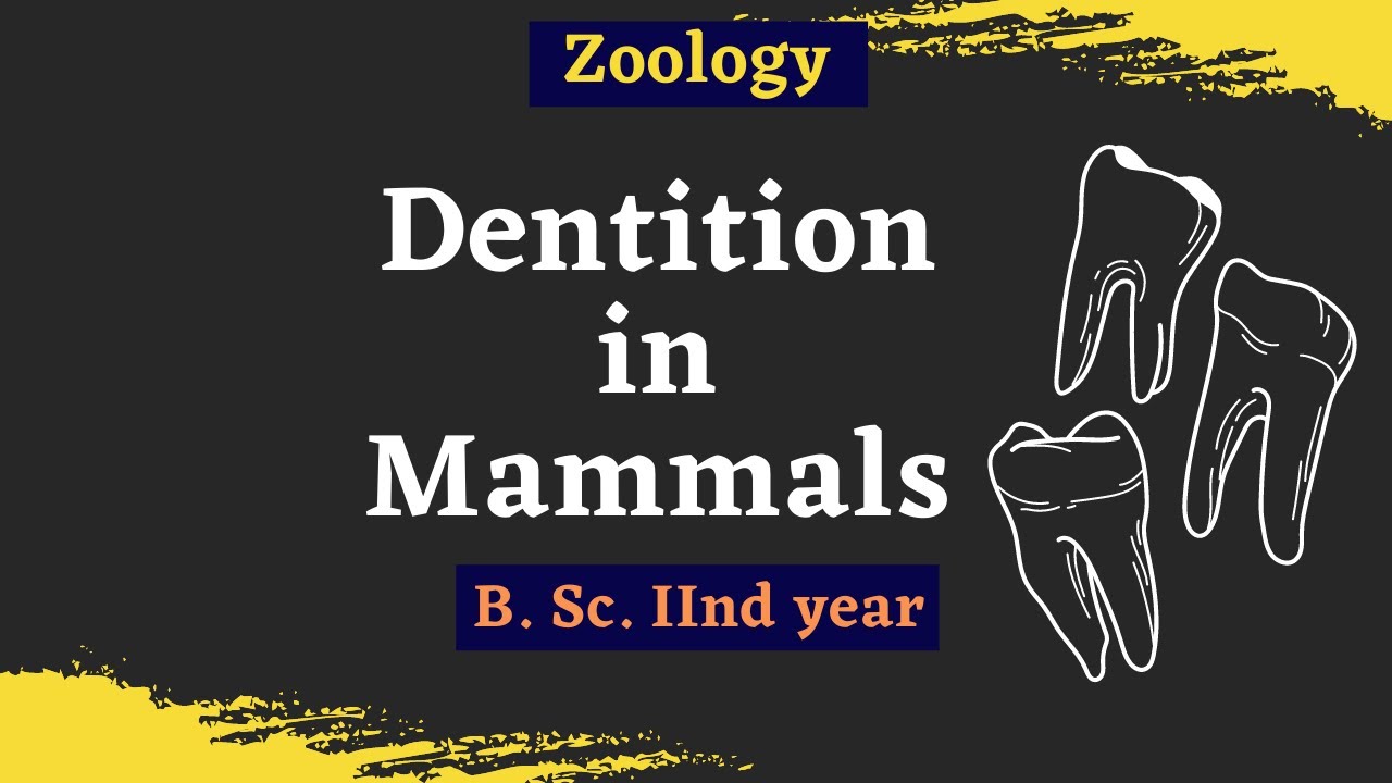 Dentition In Mammals || B. Sc. 2nd year || Zoology