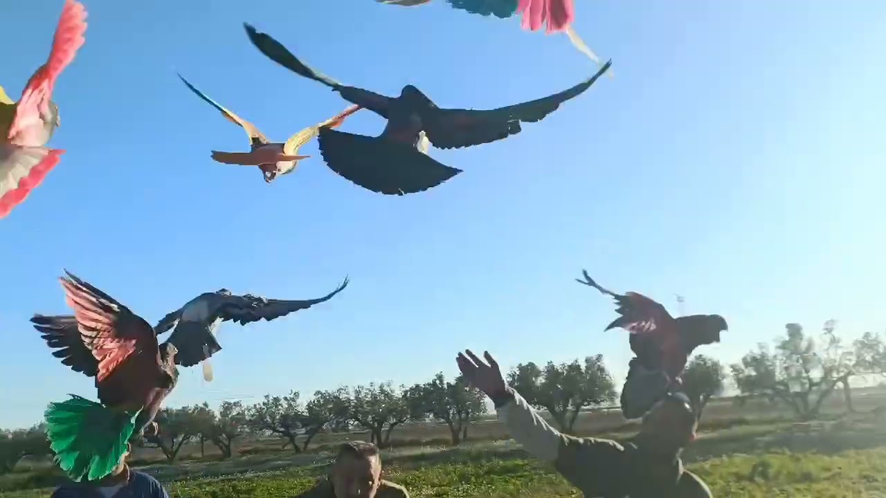 Cazadero Lo Romo Roldán Murcia 🕊️💙 La Fusil 17-2-26.