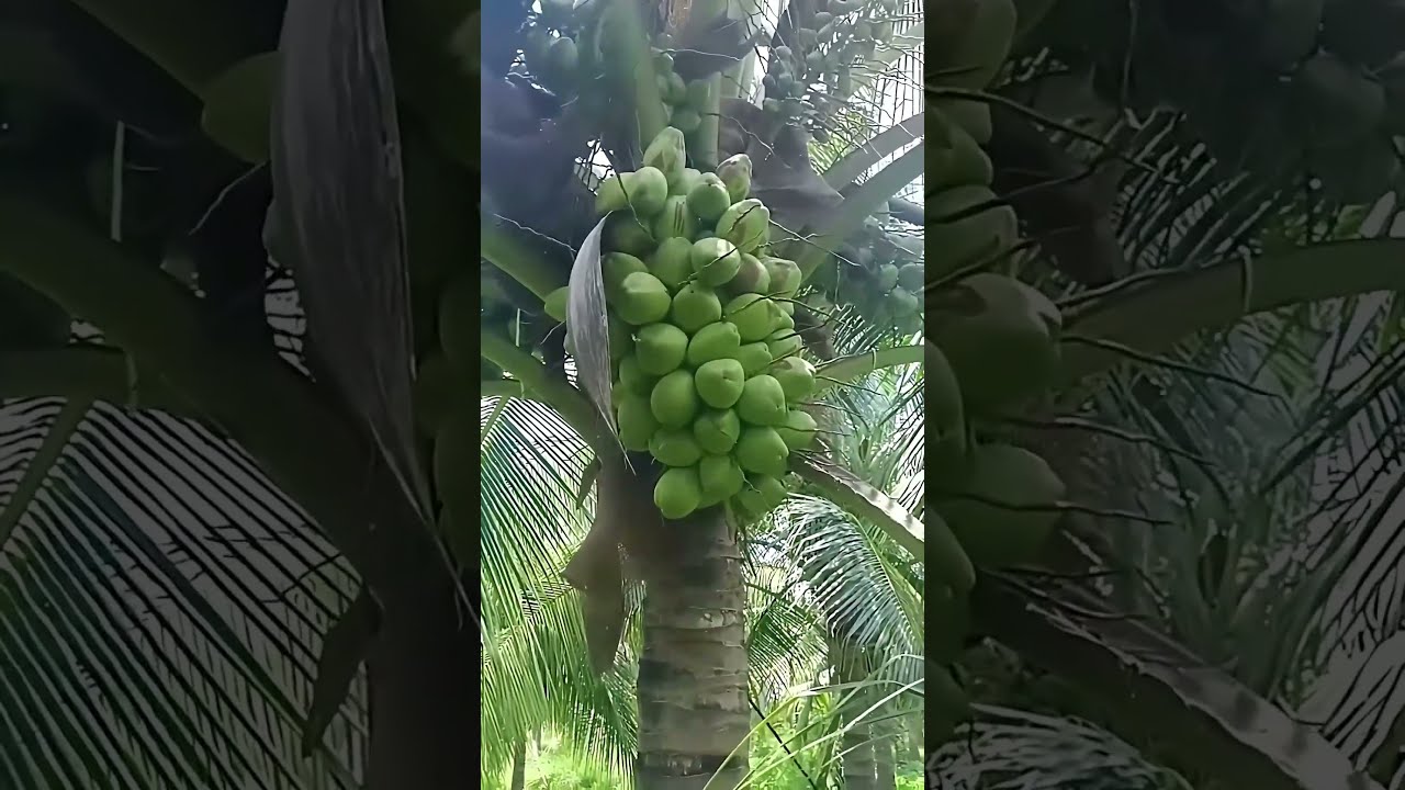 அற்புதமான இளநீர் || Amazing Hybrid Coconut Growth || Tamil Galatta News #shorts